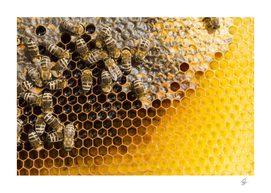 honeycomb with bees
