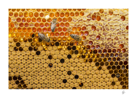 top view honeycomb