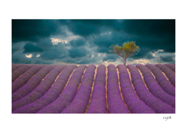 Provence Lavender Field and the Tree