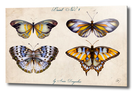 vintage butterfly collection nature illustration