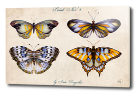 vintage butterfly collection nature illustration