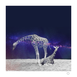Giraffes on The Moon