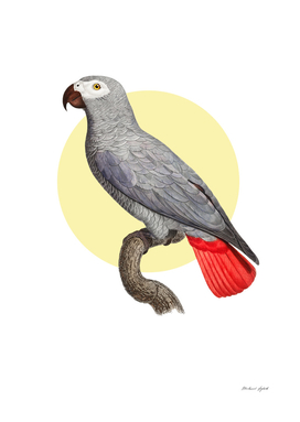 Grey Parrot Design