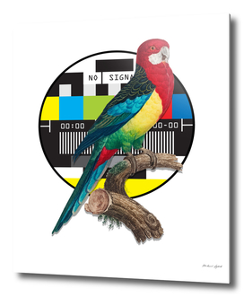 Parrot Design