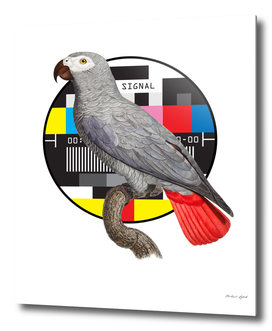 Parrot Design 2