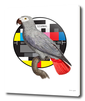 Parrot Design 2