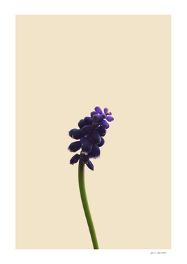 Little purple wildflower on beige
