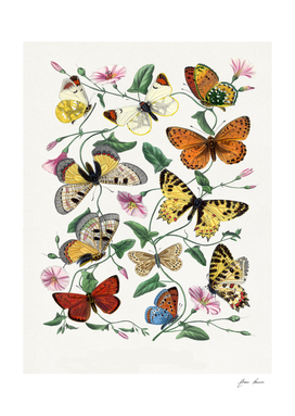 butterflies and moths