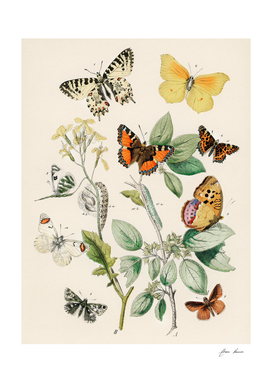 butterflies and insects