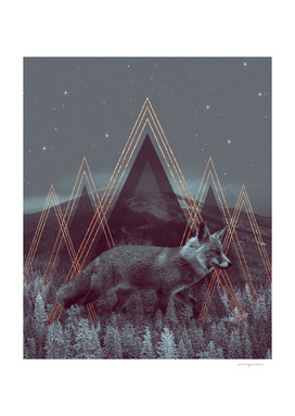 In Wildness | Fox
