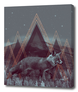 In Wildness | Fox