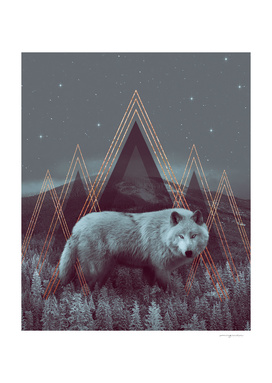 In Wildness | Wolf