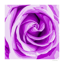 closeup purple rose texture background