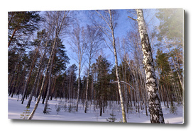 Winter. Forest. Birch