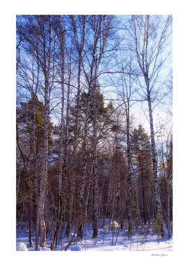 Winter. Forest. Birch