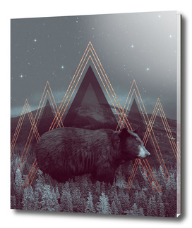 In Wildness | Bear