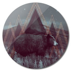 In Wildness | Bear