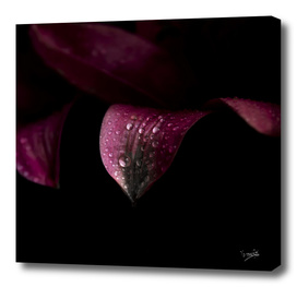 Purple petals with drops