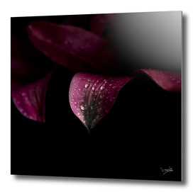 Purple petals with drops
