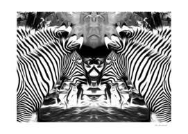 zebras in black and white