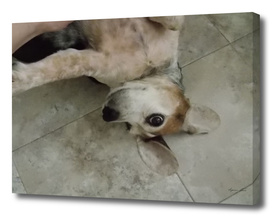 Affectionate Beagle
