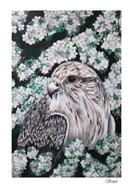 Gyrfalcon in white lilac