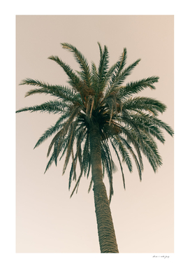 Palm Tree Beach Dream #6 #wall #art