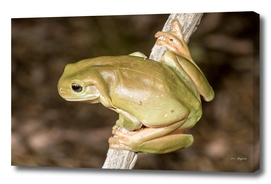 Green Tree Frog (litoria careula)