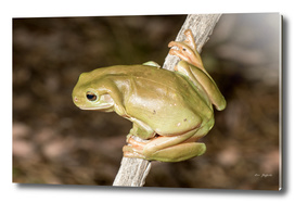 Green Tree Frog (litoria careula)
