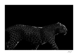 Wild ART - Leopard at dawn