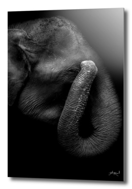 Wild ART - Hiding Elephant