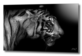 Wild ART - Tiger 1