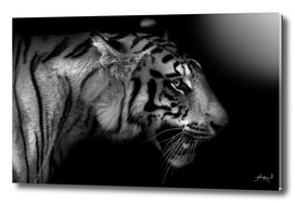 Wild ART - Tiger 1