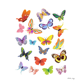 species of butterflies