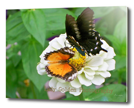 Butterflies on flower
