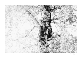 Dreamy Birch Tree #4 #wall #art