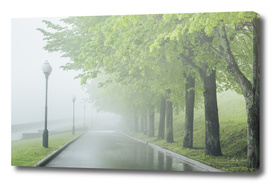 Fog in park on waterfront. Wet green Forest