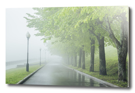 Fog in park on waterfront. Wet green Forest