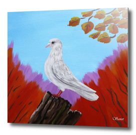 White pigeon in the autumn