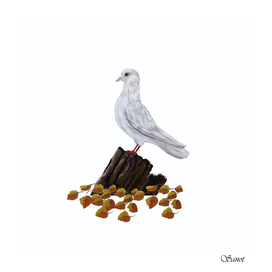 White pigeon in the autumn