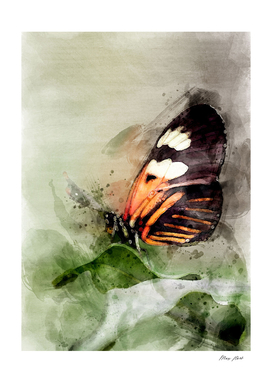 butterfly art watercolor