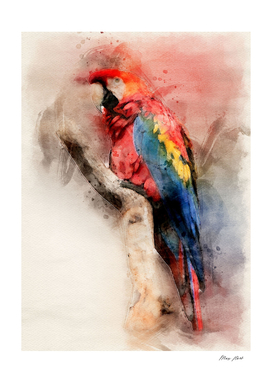 parrot bird art