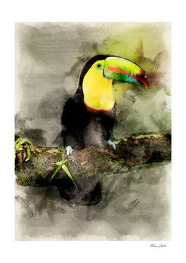toucan art watercolor