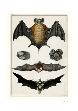 type of bats