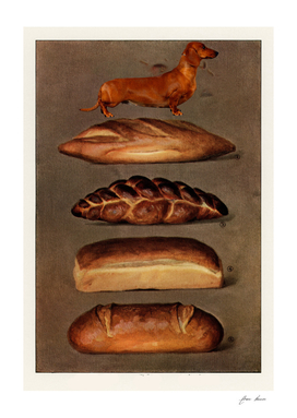 bread and dog