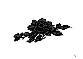 Black rose flower illustration.