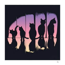 The Cats Shadows