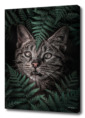 Meow Cat in Ferns
