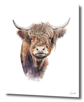 Scottish Highland Cow Watercolor Painting Portrait Cu