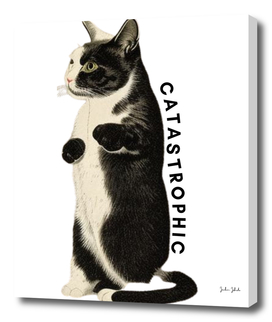 a catastrophic cat